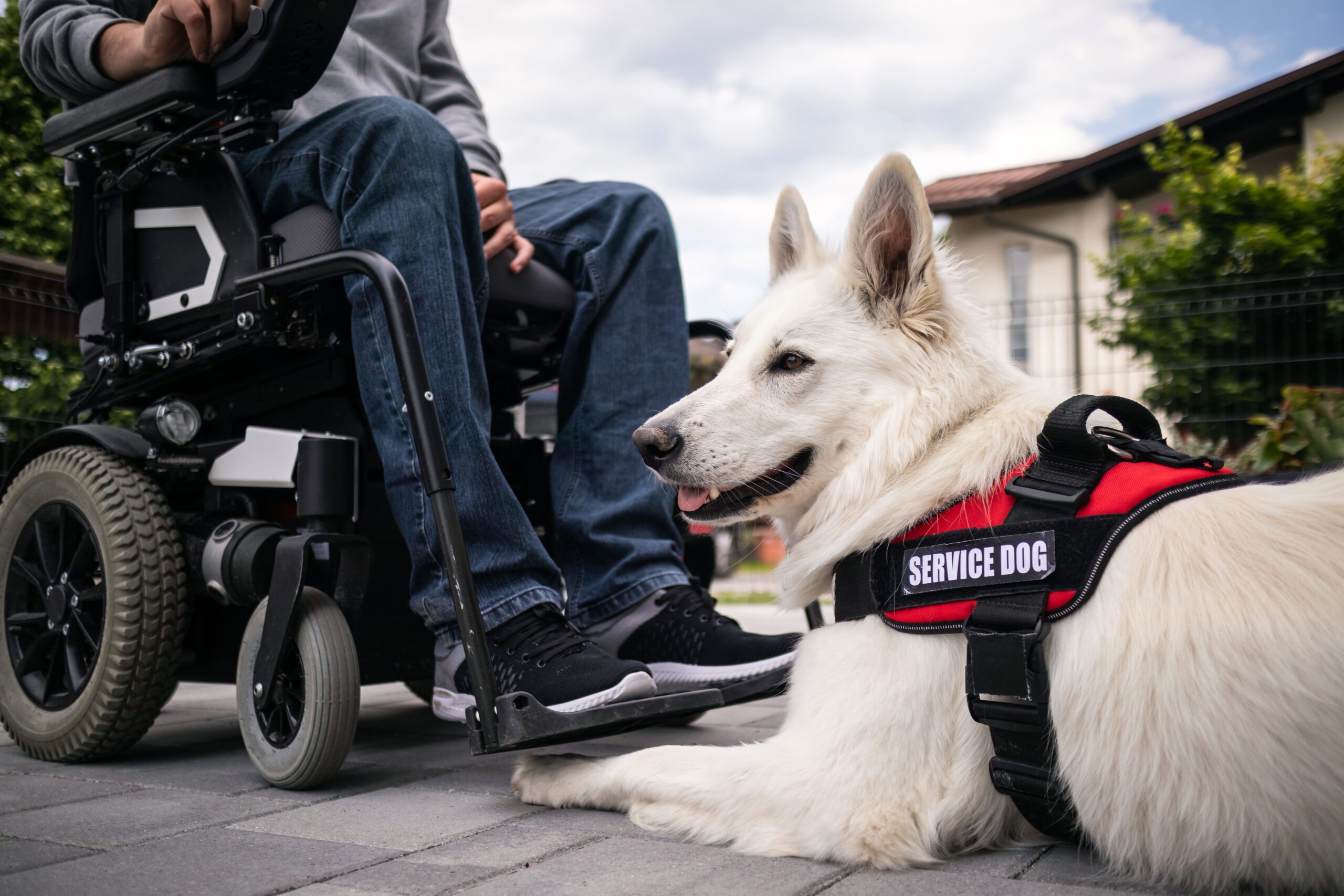 Pop Quiz! Do You Know What Is — and Isn’t — a Service Animal?